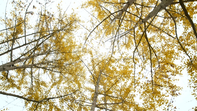 冬天的银杏树自然风光自然风景大自然