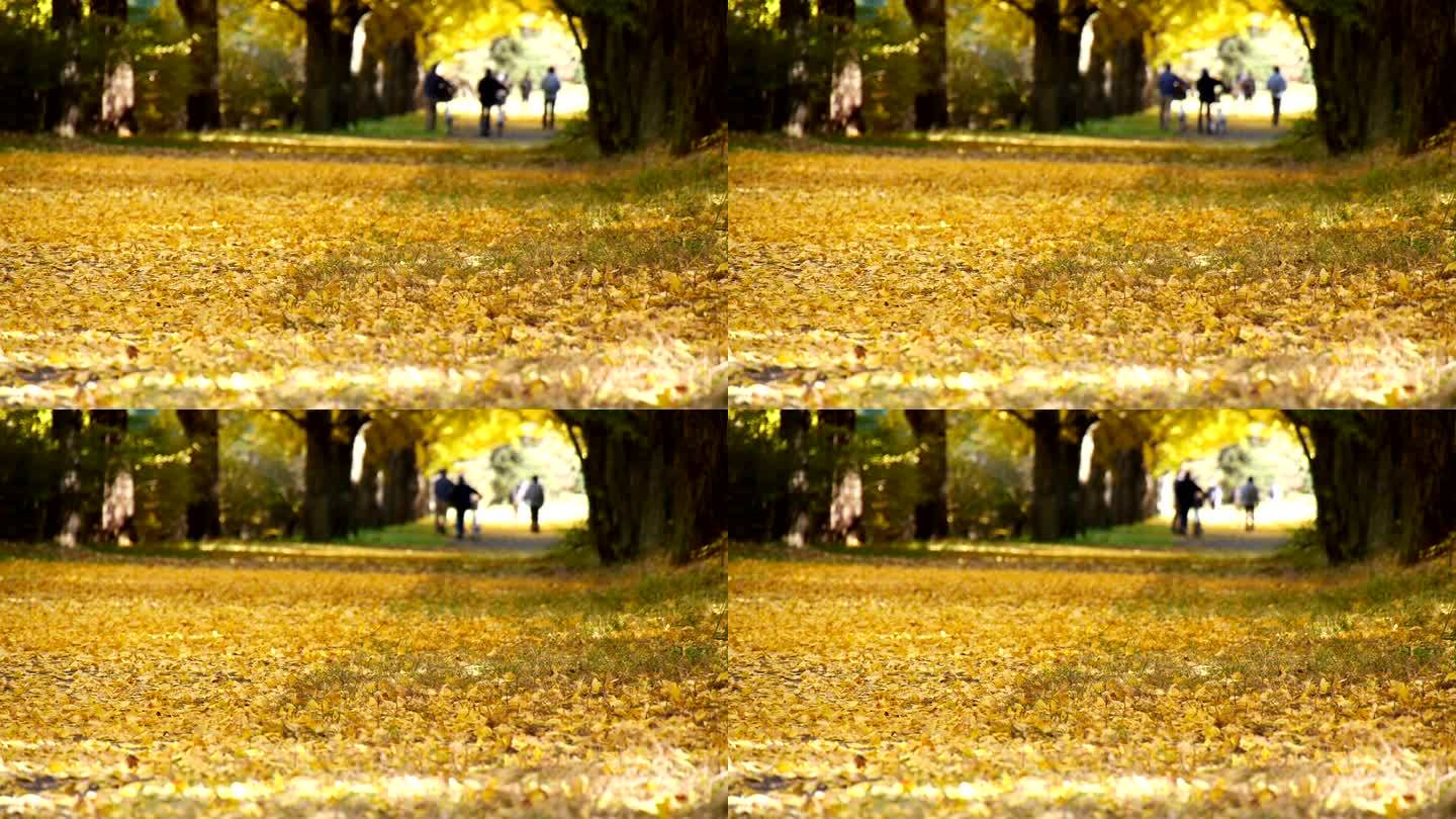 秋天银杏树林的黄色隧道