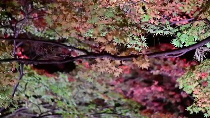 夜间自然红色枫树叶唯美秋天意境茂密树林