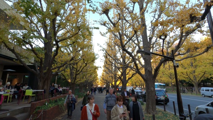 秋天的一排黄色银杏树。日本东京秋季公园
