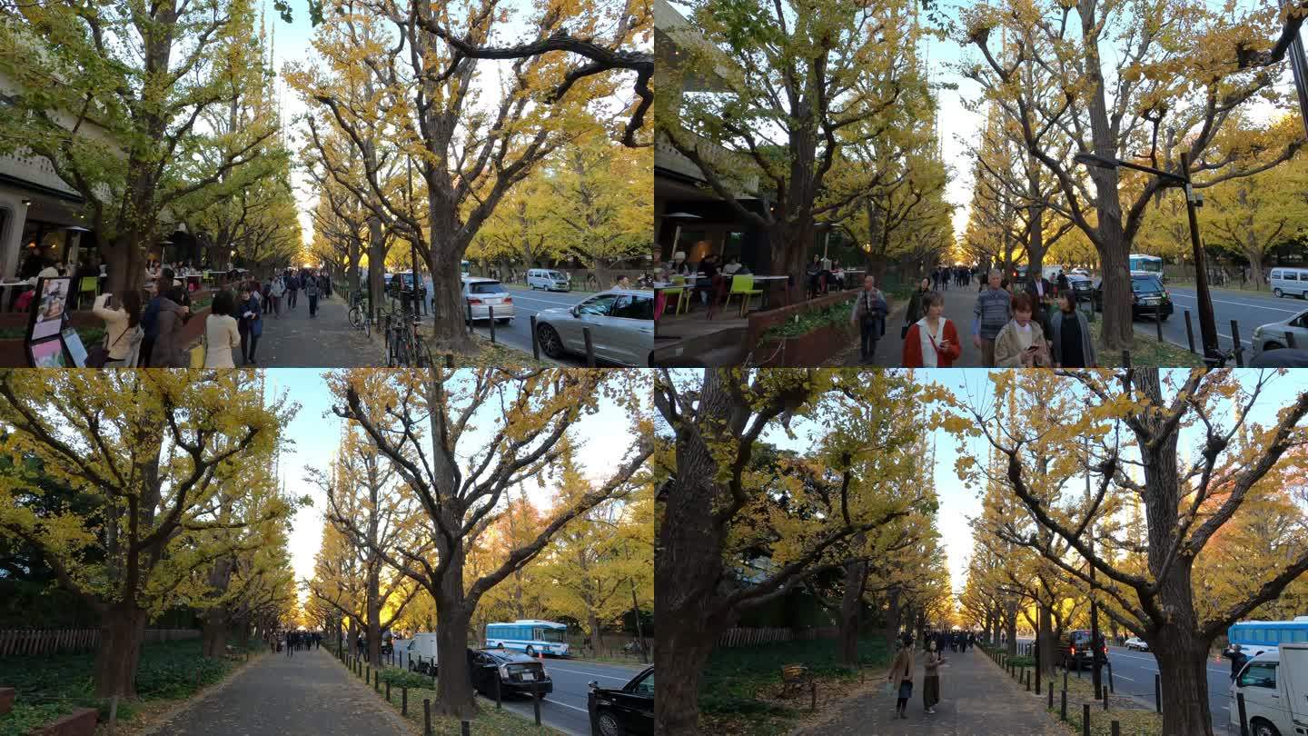 秋天的一排黄色银杏树。日本东京秋季公园
