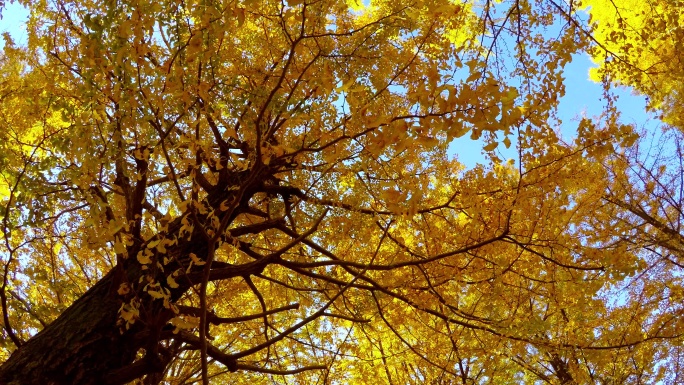 彩色树叶-4K-秋季树木摇曳意境