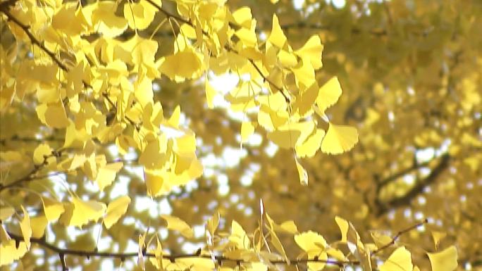 彩色树叶黄树叶阳光树叶