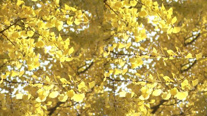 彩色树叶黄树叶阳光树叶