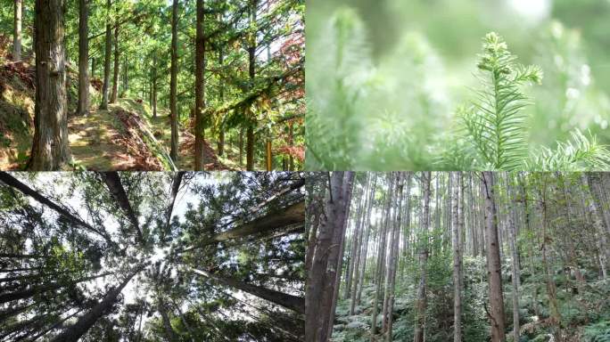 杉树绿色生态林业杉树森林树树林大自然环保