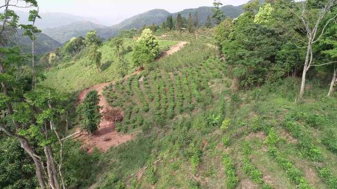 茶山茶树