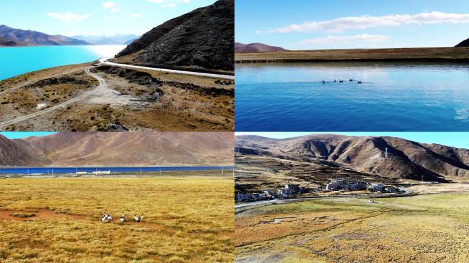 西藏山南羊湖航拍，野鸭黑颈鹤羊群马车