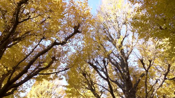 银杏树全景秋季树木摇曳意境