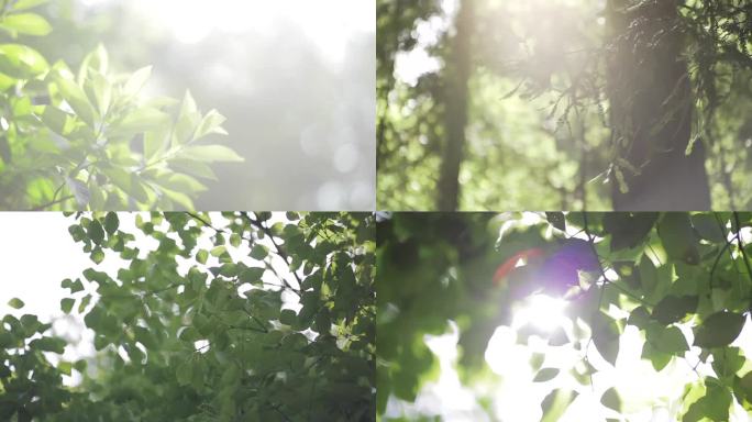 树叶树林阳光逆光唯美植物