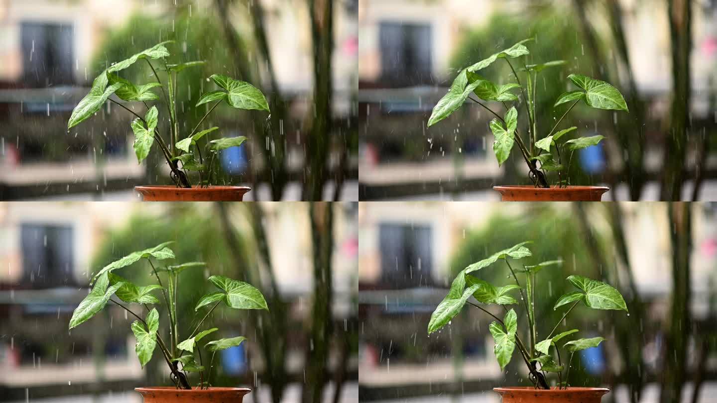 给植物浇水。给植物浇水的视频。慢慢净化空气。慢动作视频