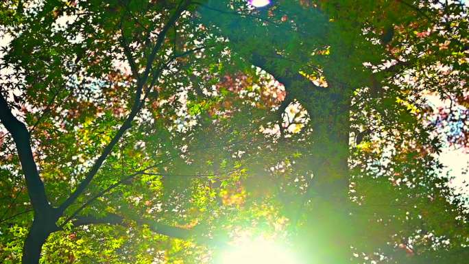 分支处的灯光秋季树木摇曳意境