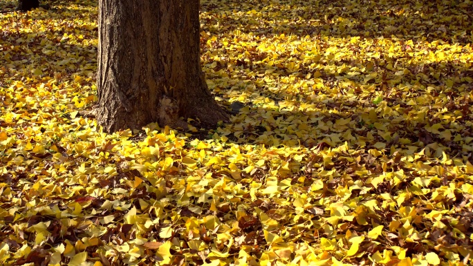 地上的秋叶秋风瑟瑟落叶深秋