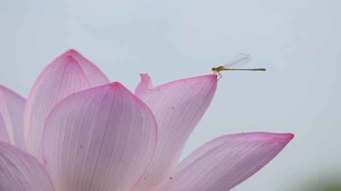 4K 荷花蜻蜓