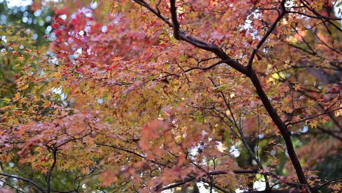 自然变化季节秋季