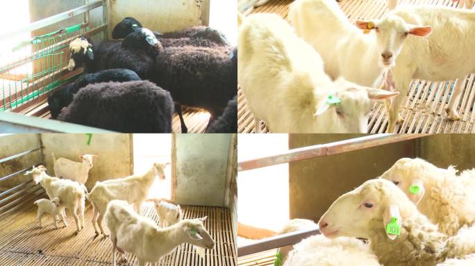 山羊 羊 养殖 羊奶 绵羊