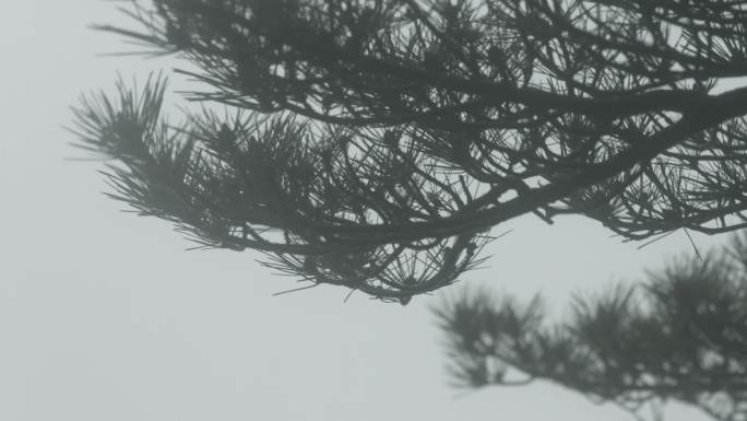 黄山 狂风暴雨中的松树 树木 树枝