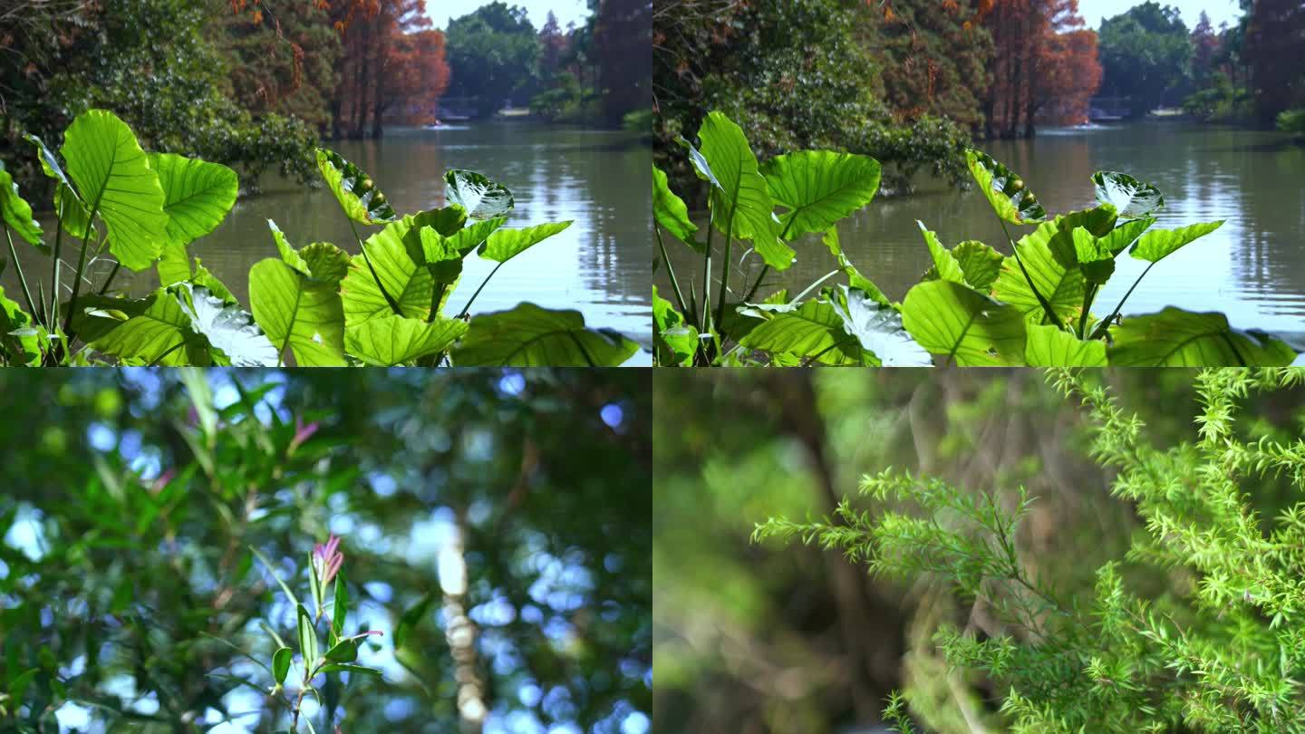 广州天河华南植物园树木阳光树叶合集