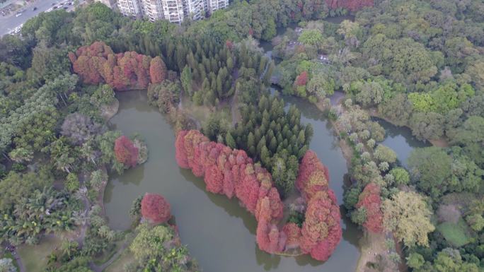 广州天河华南植物园森林航拍