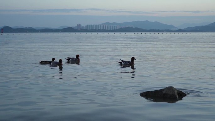 深圳湾公园的野鸭