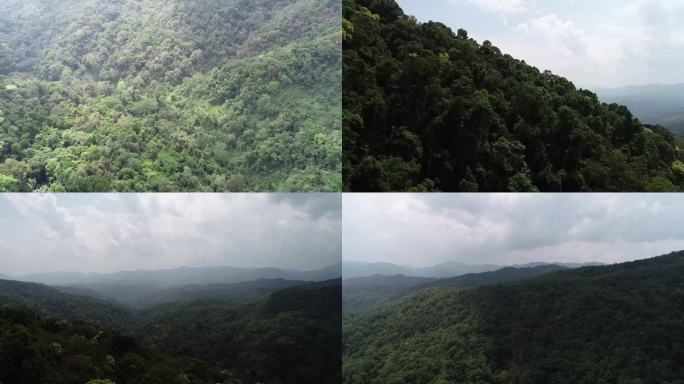 热带雨林