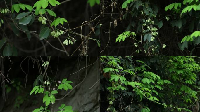 鹰爪枫 花 叶 植株 生境