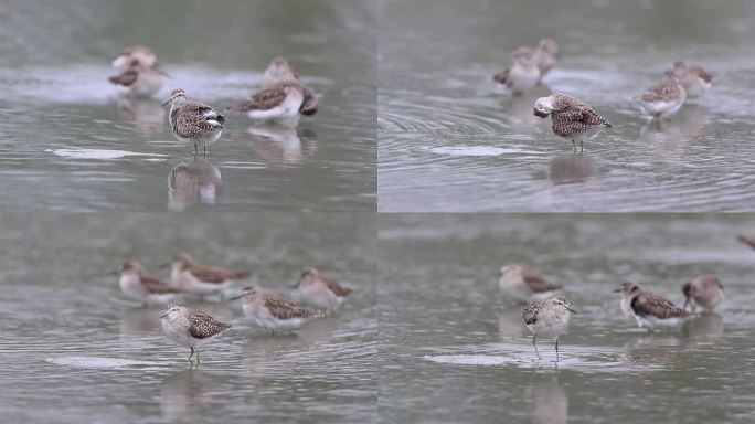 林鹬