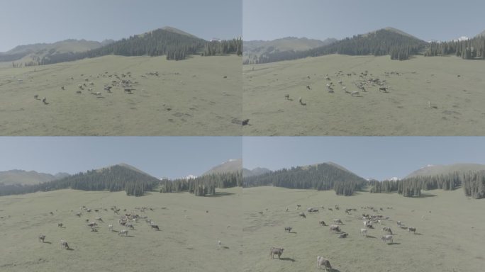 新疆羊群肆意的在草原奔跑