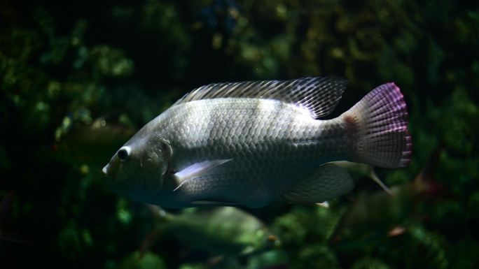 深淡水鱼热带鱼、勺鱼、罗非鱼、多种鱼类的活泼水族箱，泰国鱼可用于烹饪日常生活中的食物。