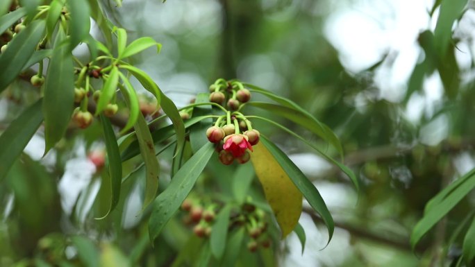 红茴香 花 叶 植株