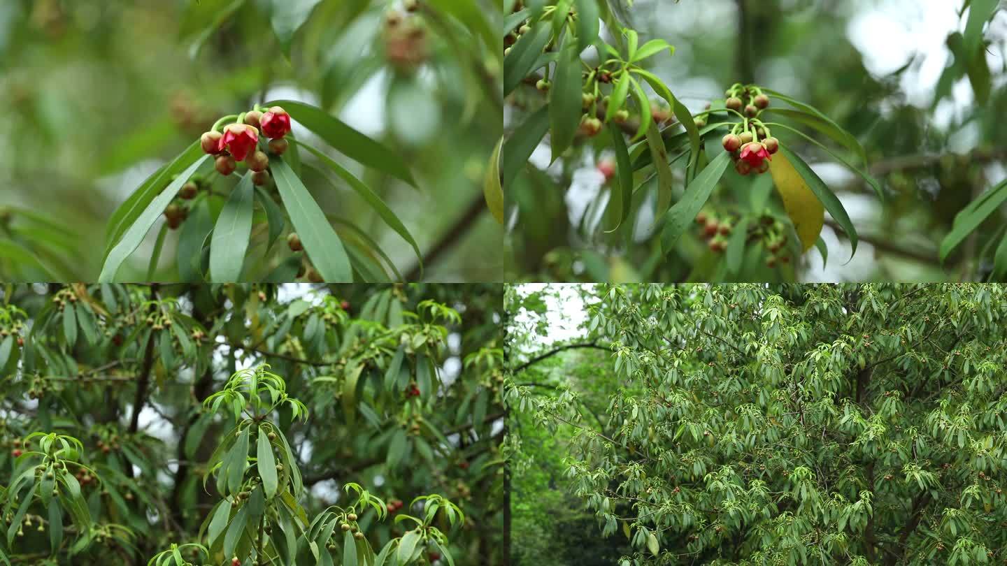 红茴香 花 叶 植株