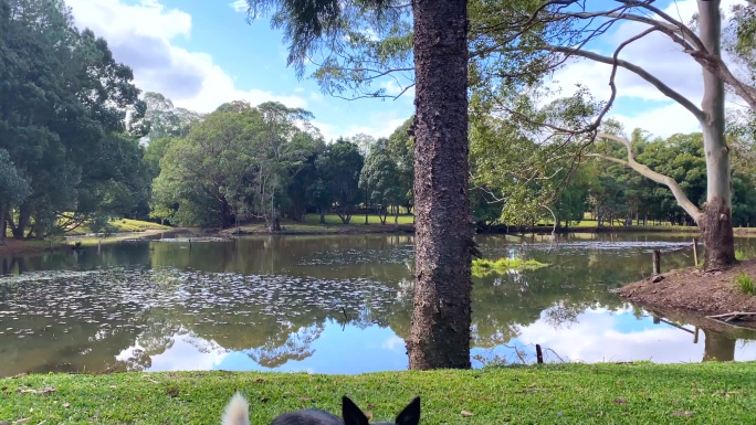 乡村土地上的边境牧羊犬