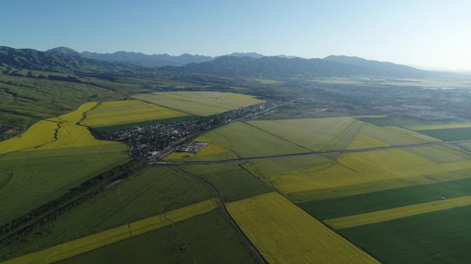 边陲新疆油菜花美景