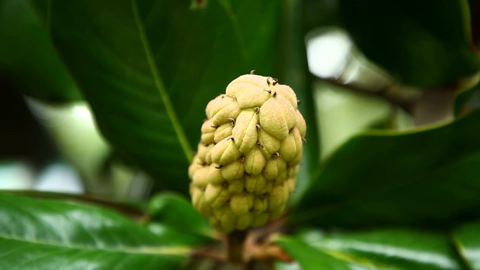 荷花木兰 荷花玉兰 果实 植株