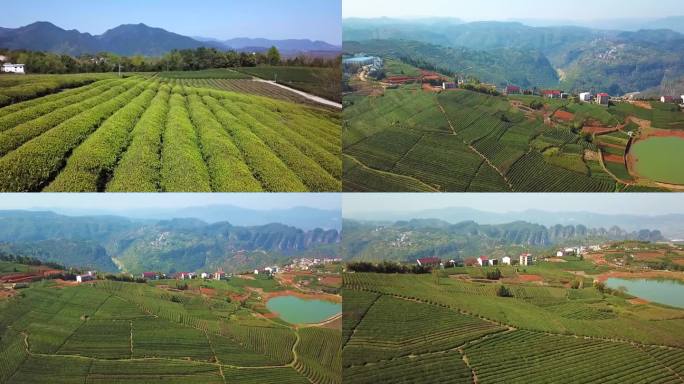 茶叶田航拍风景高清视频素材