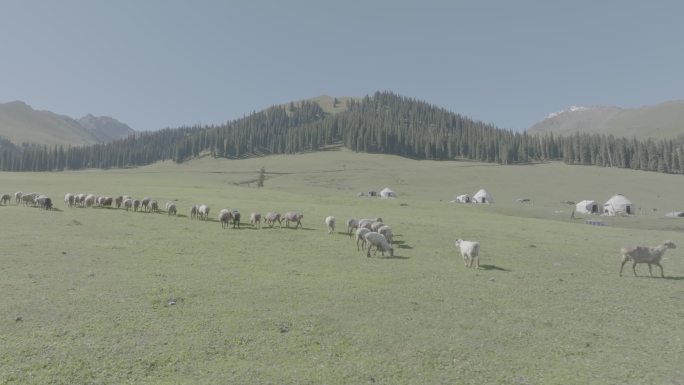 西部边陲新疆羊群美景