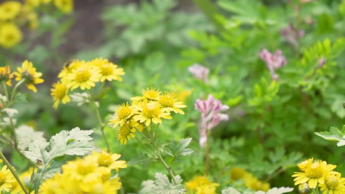 4k实拍春暖花开小菊花