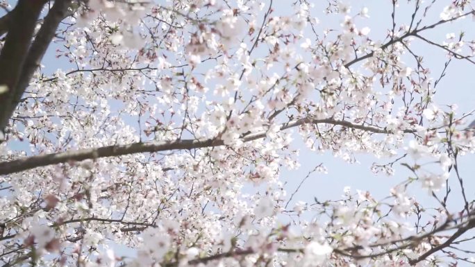 樱花花瓣飘落樱花爱情春天日本樱花