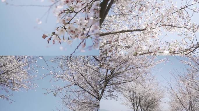 樱花花瓣飘落樱花爱情春天日本樱花