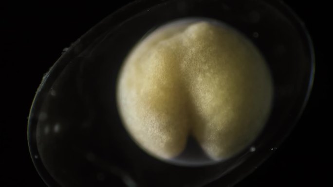 蝾螈胚胎发育全程实拍