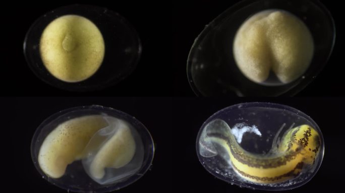 蝾螈胚胎发育全程实拍