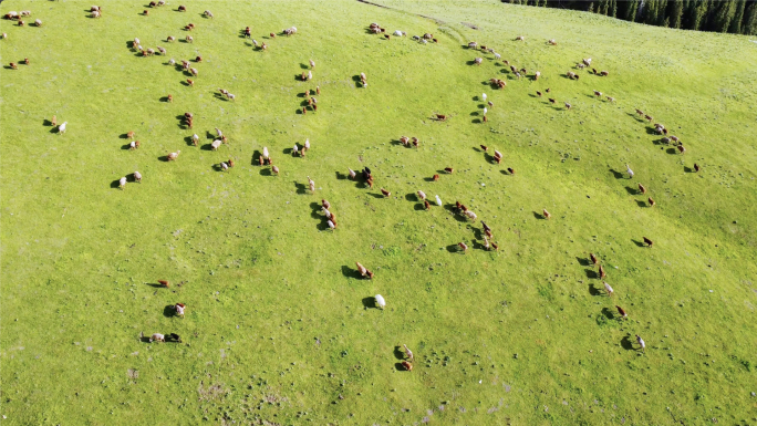 新疆伊犁大草原吃草的牛马羊