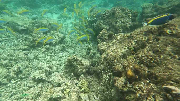 海底热带鱼群 浮潜 马尔代夫 印度洋