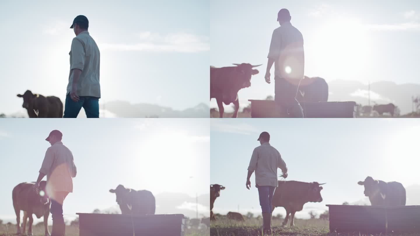 农民在田野上，奶牛在农村的露天牧场上吃草，镜头闪烁。给牲畜喂草的人。为自由放养奶牛、牛和农业饲养动物