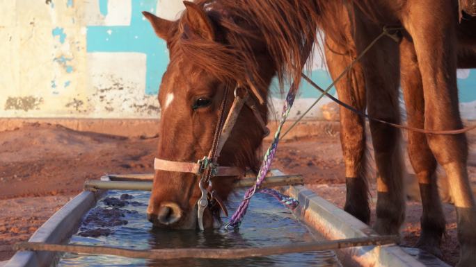 马从一桶水里喝水千里马养马牛仔