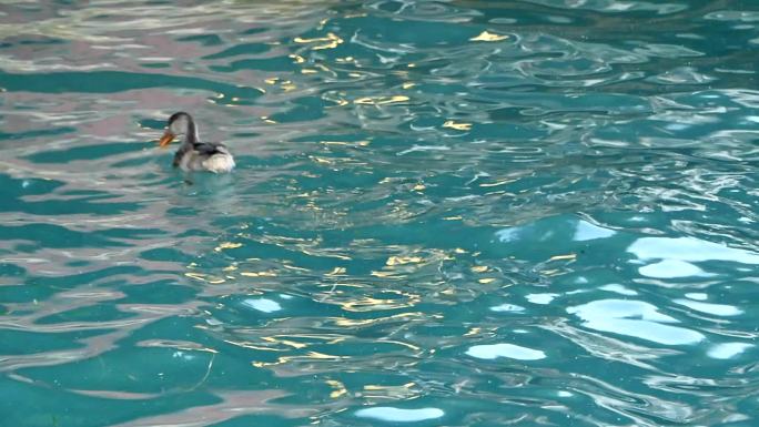 加尔达湖鸭子栖息地玩耍自然