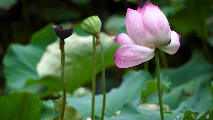 杭州三台山慧因高丽寺荷花特写4K视频