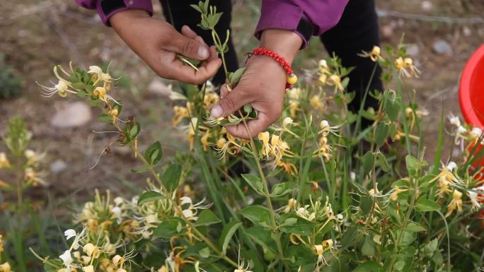西藏工人在田野里采摘金银花