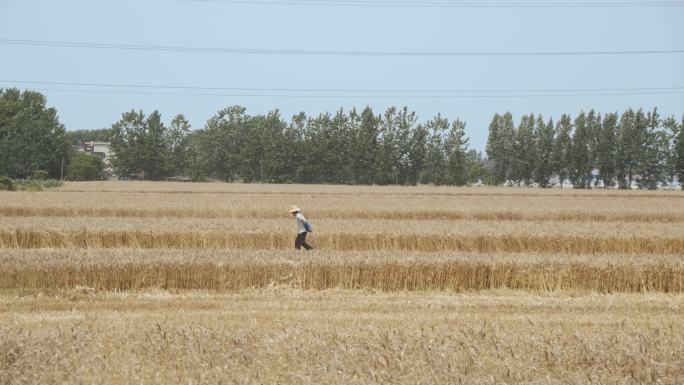 农民在麦田里走