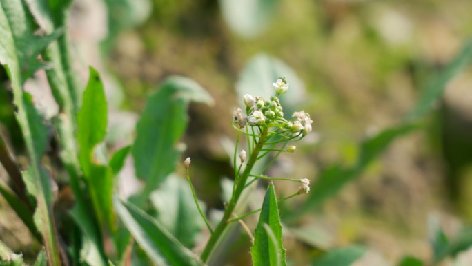 野菜荠菜荠菜花