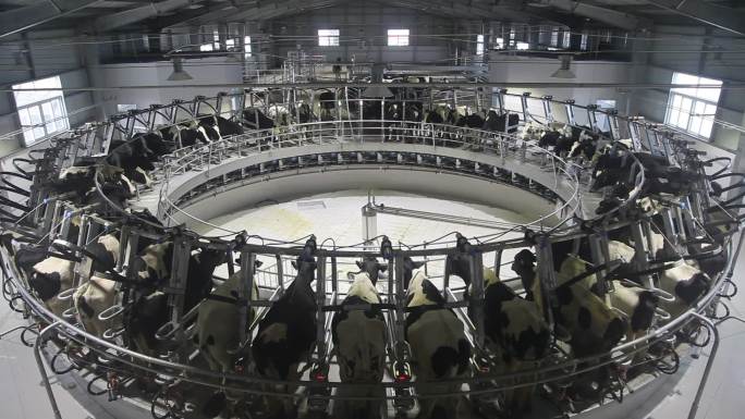 现代化养殖场挤奶工厂